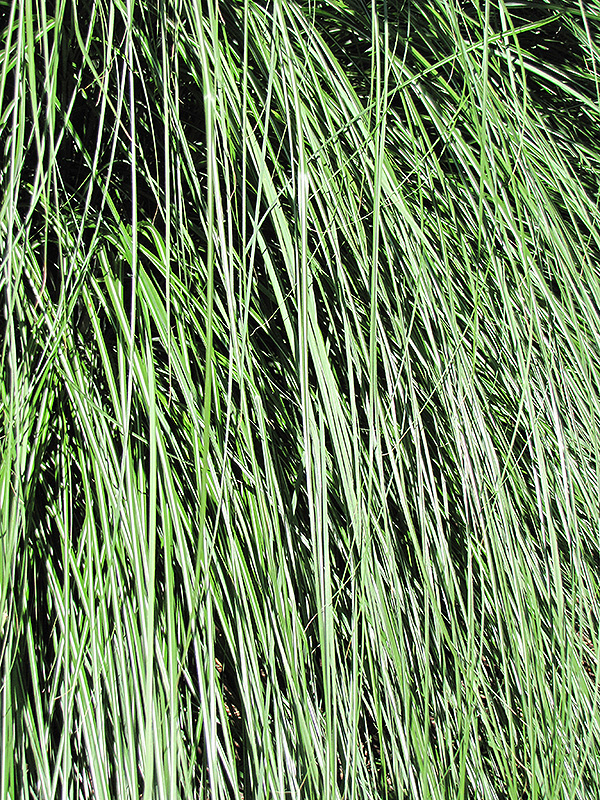 Yaku Jima Dwarf Maiden Grass (Miscanthus sinensis 'Yaku Jima') at Kennedy's Country Gardens