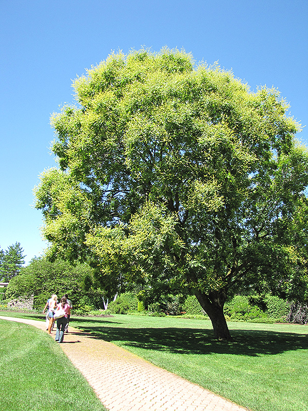 Golden Rain Tree (Koelreuteria paniculata) at Kennedy's Country Gardens