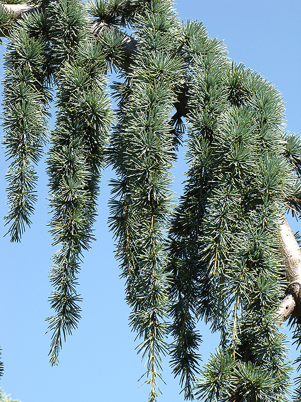 Weeping Blue Atlas Cedar (Cedrus atlantica 'Glauca Pendula') at Kennedy's Country Gardens