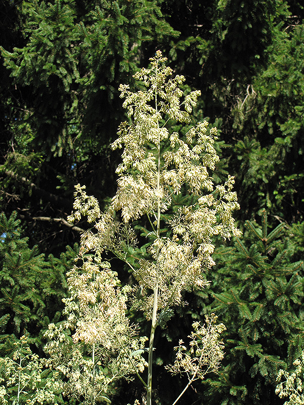 Plume Poppy (Macleaya cordata) at Kennedy's Country Gardens