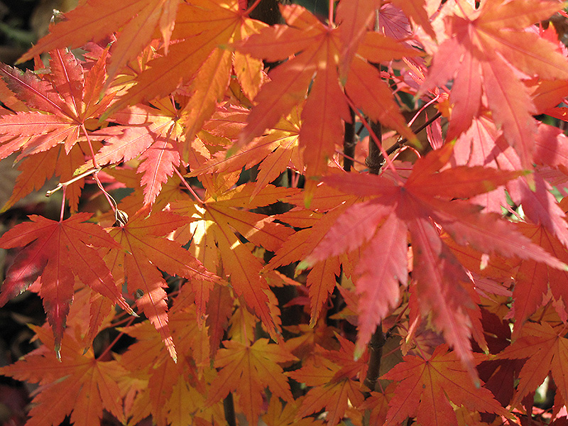 Orange Dream Japanese Maple (Acer palmatum 'Orange Dream') at Kennedy's Country Gardens