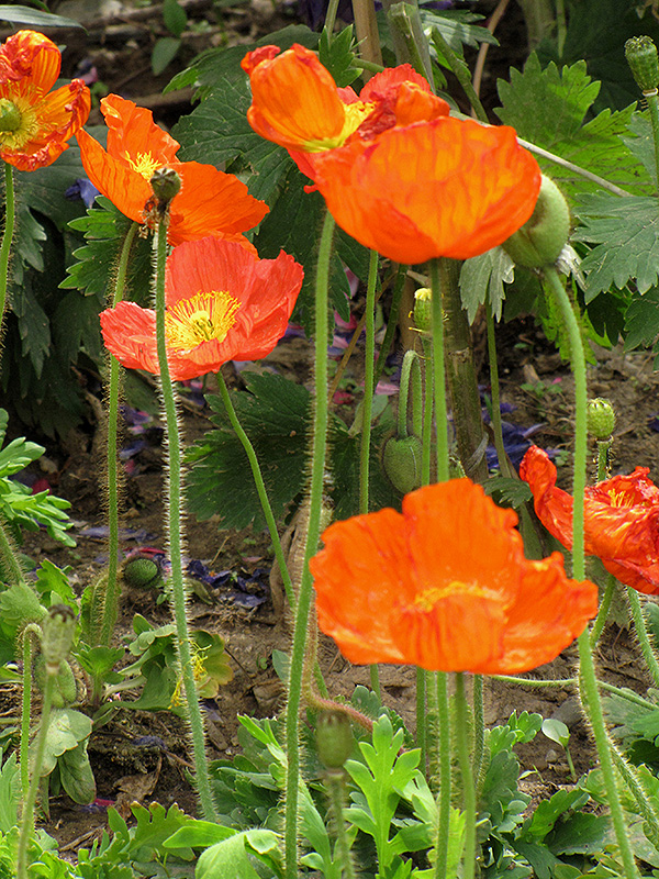 Iceland Poppy (Papaver nudicaule) at Kennedy's Country Gardens