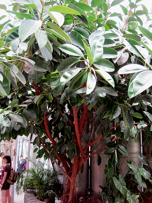 Rubber Tree (Ficus elastica) at Kennedy's Country Gardens