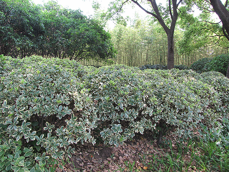 Silver King Euonymus (Euonymus japonicus 'Silver King') at Kennedy's Country Gardens