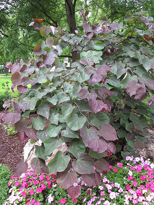 Forest Pansy Redbud (Cercis canadensis 'Forest Pansy') at Kennedy's Country Gardens