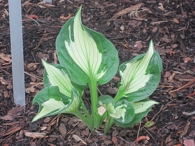 Whirlwind Hosta (Hosta 'Whirlwind') at Kennedy's Country Gardens