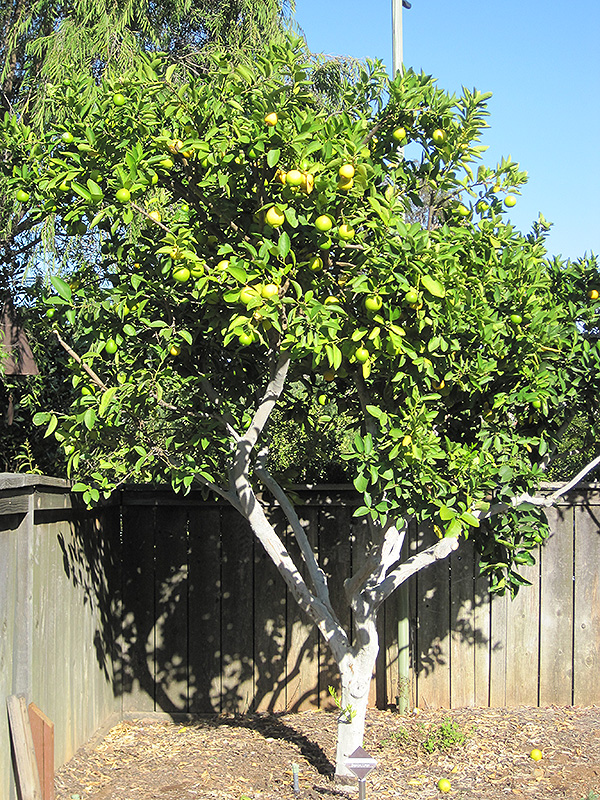 Persian Lime (Citrus x latifolia) at Kennedy's Country Gardens