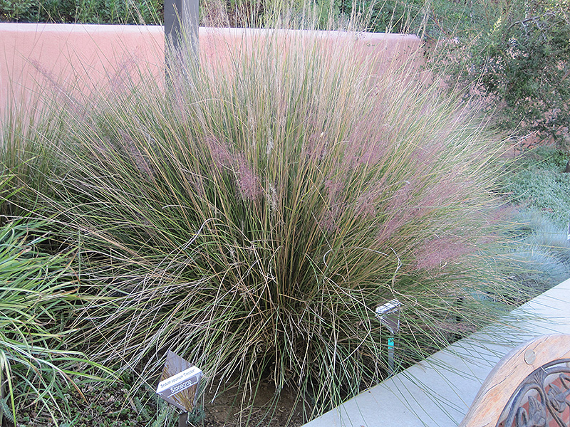 Pink Muhly Grass (Muhlenbergia capillaris 'Pink Muhly') at Kennedy's Country Gardens