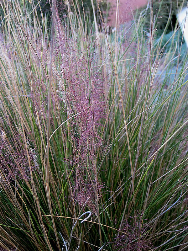 Pink Muhly Grass (Muhlenbergia capillaris 'Pink Muhly') at Kennedy's Country Gardens