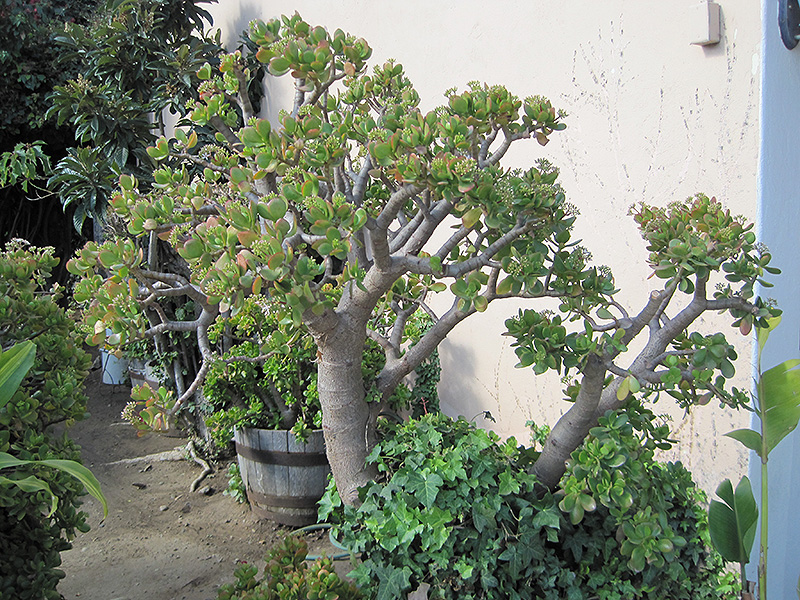 Jade Plant (Crassula ovata) at Kennedy's Country Gardens