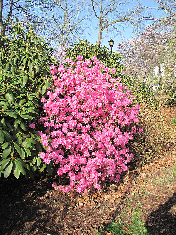 Landmark Rhododendron (Rhododendron 'Landmark') at Kennedy's Country Gardens