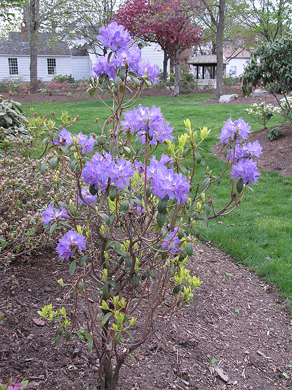 Blue Baron Rhododendron (Rhododendron 'Blue Baron') at Kennedy's Country Gardens