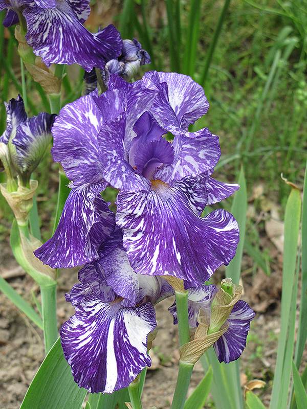 Batik Iris (Iris 'Batik') at Kennedy's Country Gardens
