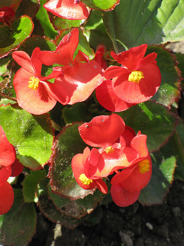 Encore IV Red Begonia (Begonia 'Encore IV Red') at Kennedy's Country Gardens
