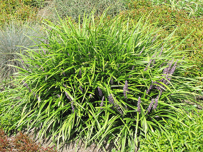 Lily Turf (Liriope spicata) at Kennedy's Country Gardens