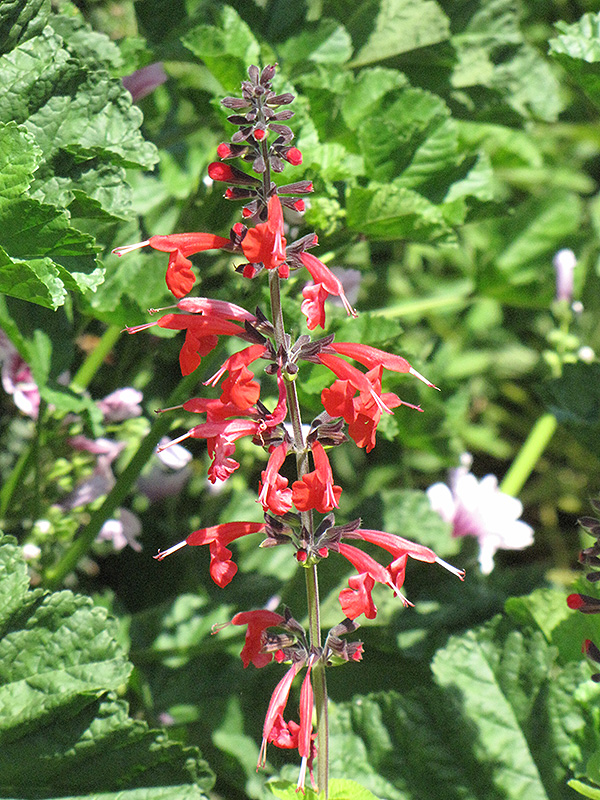 Pineapple Sage (Salvia elegans 'Pineapple') at Kennedy's Country Gardens