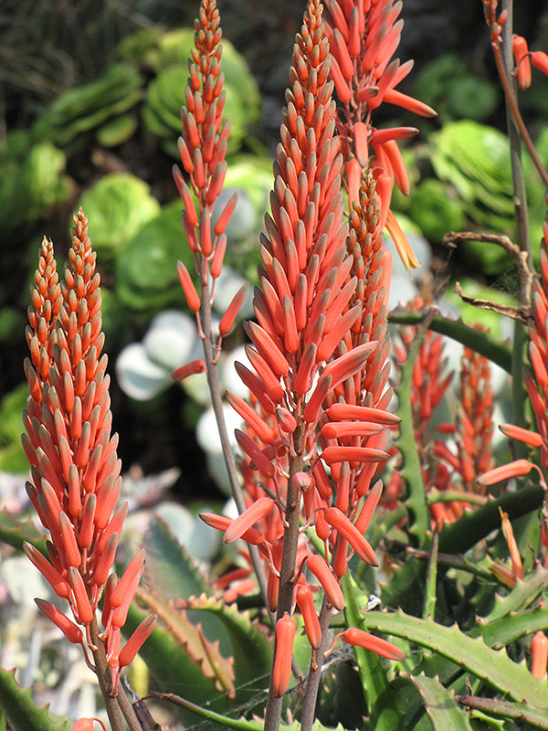 Aloe Vera (Aloe vera) at Kennedy's Country Gardens