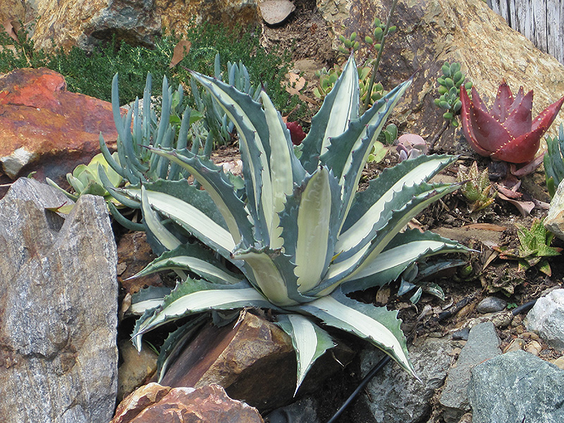 White Striped Agave (Agave americana var. medio-picta 'Alba') at Kennedy's Country Gardens