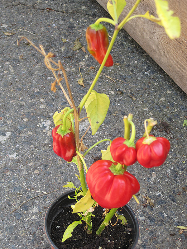 Pepperoncini (Capsicum annuum 'Pepperoncini') at Kennedy's Country Gardens