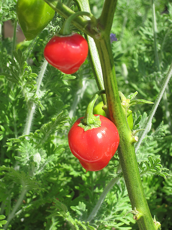 Caribbean Red Pepper (Capsicum chinense 'Caribbean Red') at Kennedy's Country Gardens