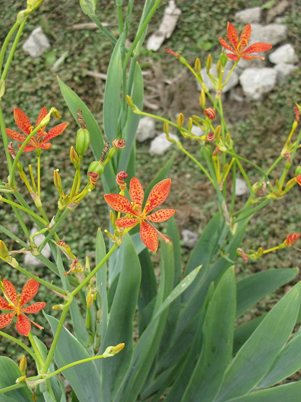 Blackberry Lily (Belamcanda chinensis) at Kennedy's Country Gardens