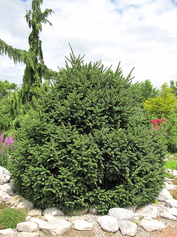 Clanbrassiliana Stricta Norway Spruce (Picea abies 'Clanbrassiliana Stricta') at Kennedy's Country Gardens