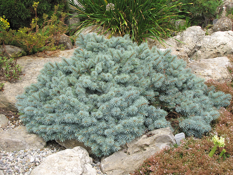 St. Mary's Broom Creeping Blue Spruce (Picea pungens 'St. Mary's Broom') at Kennedy's Country Gardens