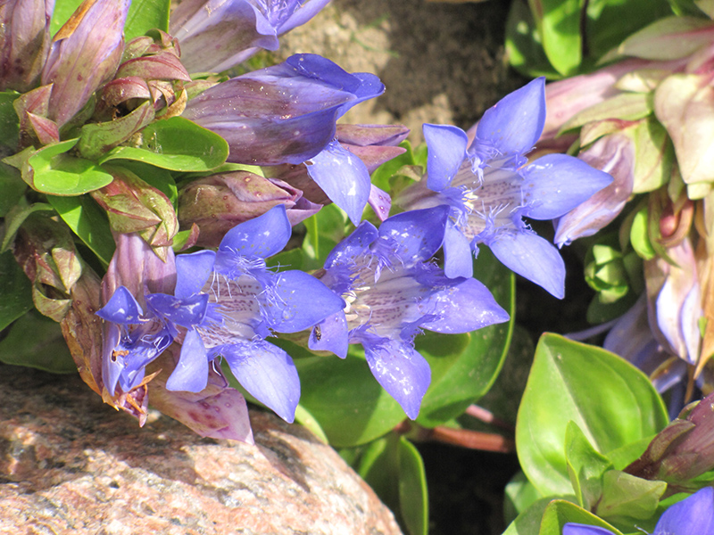 Dark Blue Summer Gentian (Gentiana septemfida 'Dark Blue') at Kennedy's Country Gardens