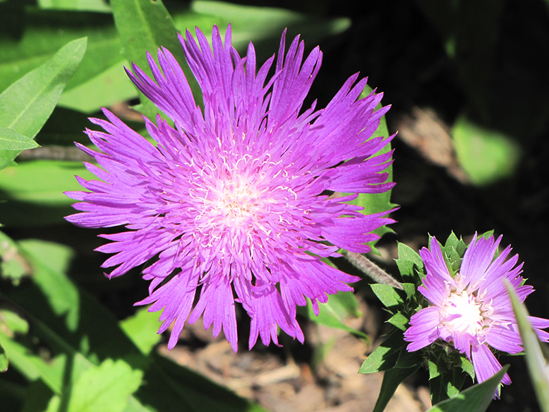 Stoke's Aster (Stokesia laevis) at Kennedy's Country Gardens