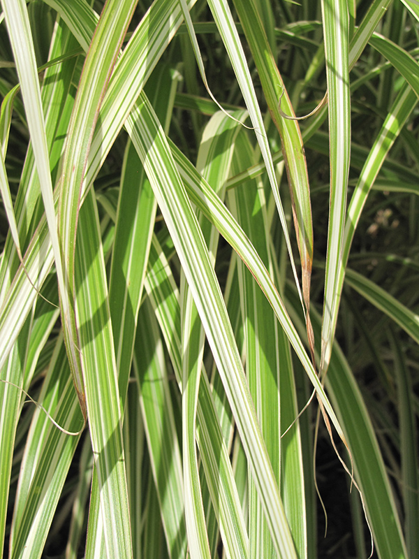 Morning Light Maiden Grass (Miscanthus sinensis 'Morning Light') at Kennedy's Country Gardens