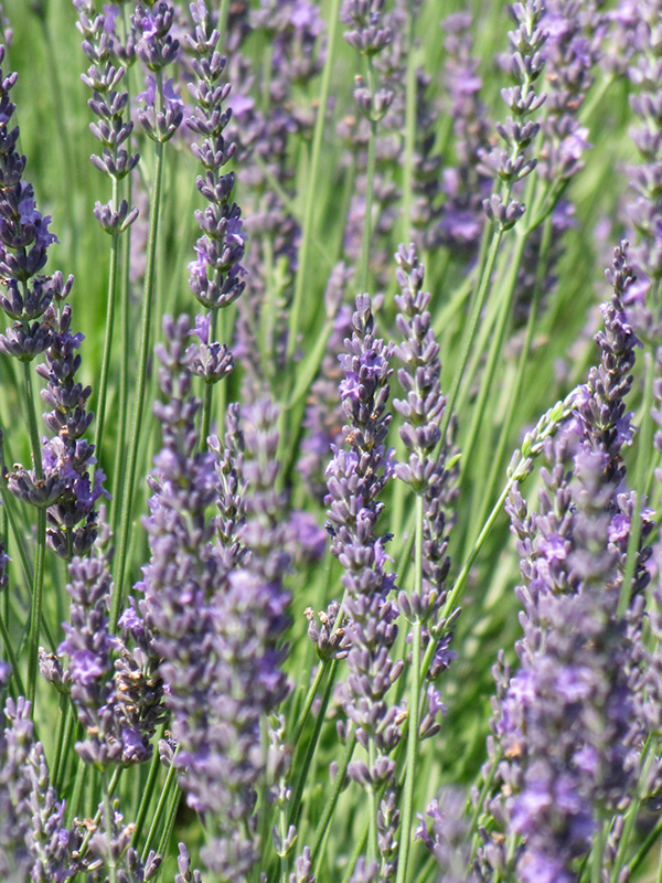 Fat Spike Lavender (Lavandula x intermedia 'Grosso') at Kennedy's Country Gardens