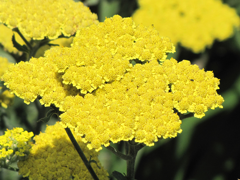 Moonshine Yarrow (Achillea 'Moonshine') at Kennedy's Country Gardens