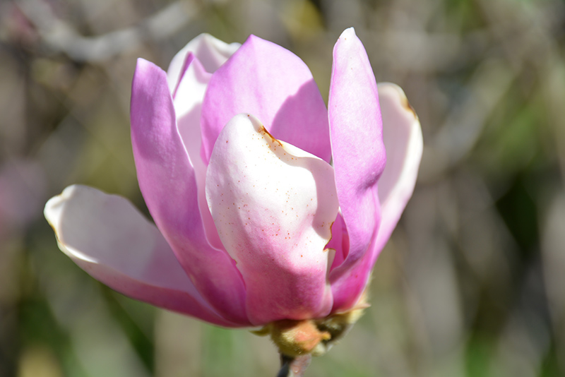 Jane Magnolia (Magnolia 'Jane') at Kennedy's Country Gardens
