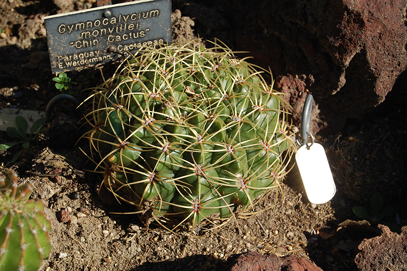 Chin Cactus (Gymnocalycium mihanovichii) at Kennedy's Country Gardens