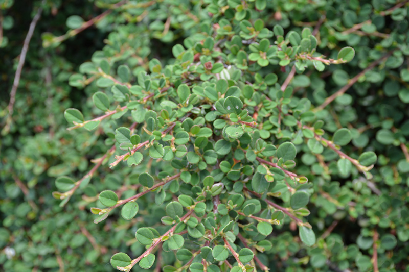 Little Dipper Cotoneaster (Cotoneaster procumbens 'Gerald') at Kennedy's Country Gardens