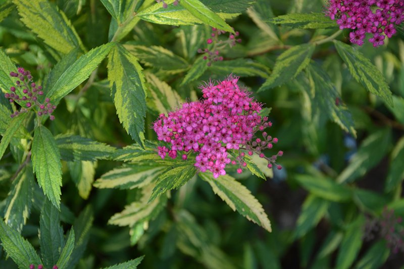 Double Play Painted Lady Spirea (Spiraea japonica 'Minspi') at Kennedy's Country Gardens