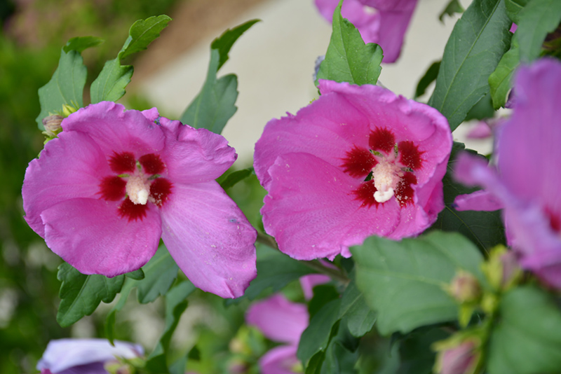 Lil' Kim Pink Rose of Sharon (Hibiscus syriacus 'Lil' Kim Pink') at Kennedy's Country Gardens