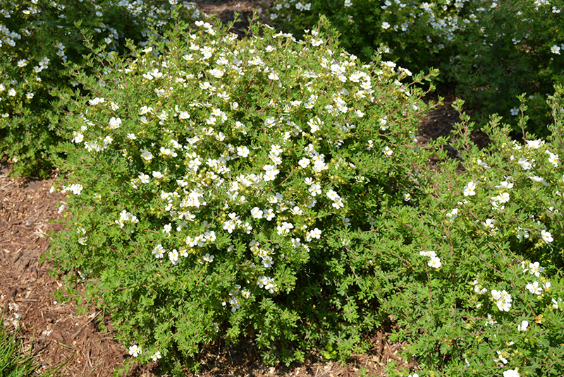 Happy Face White Potentilla (Potentilla fruticosa 'White Lady') at Kennedy's Country Gardens