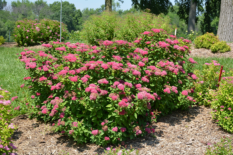Double Play Red Spirea (Spiraea japonica 'SMNSJMFR') at Kennedy's Country Gardens