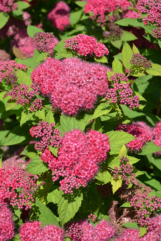 Double Play Red Spirea (Spiraea japonica 'SMNSJMFR') at Kennedy's Country Gardens