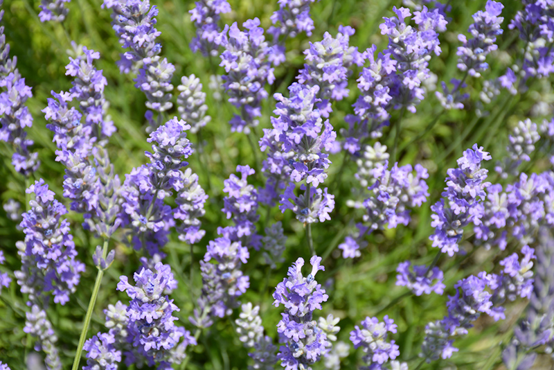 Blue Cushion Lavender (Lavandula angustifolia 'Blue Cushion') at Kennedy's Country Gardens