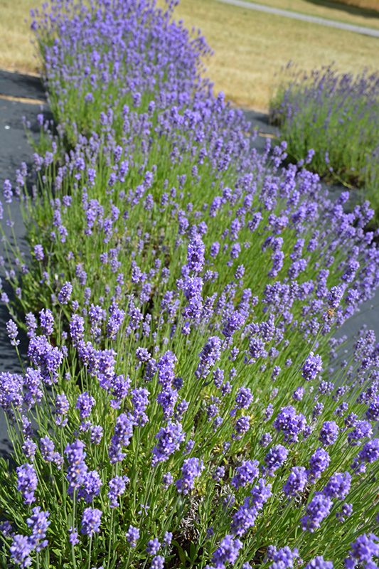 Hidcote Blue Lavender (Lavandula angustifolia 'Hidcote Blue') at Kennedy's Country Gardens