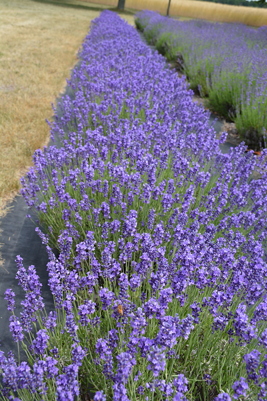 Hidcote Lavender (Lavandula angustifolia 'Hidcote') at Kennedy's Country Gardens