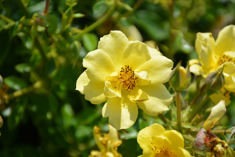 Oso Easy Lemon Zest Rose (Rosa 'Chewhocan') at Kennedy's Country Gardens