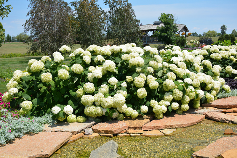 Incrediball Hydrangea (Hydrangea arborescens 'Abetwo') at Kennedy's Country Gardens