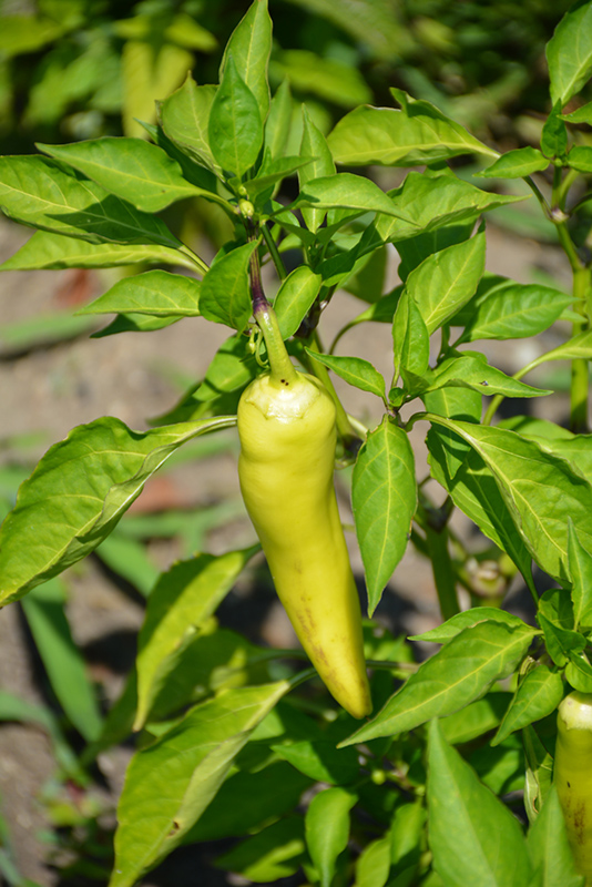 Hungarian Hot Wax Pepper (Capsicum annuum 'Hungarian Hot Wax') at Kennedy's Country Gardens