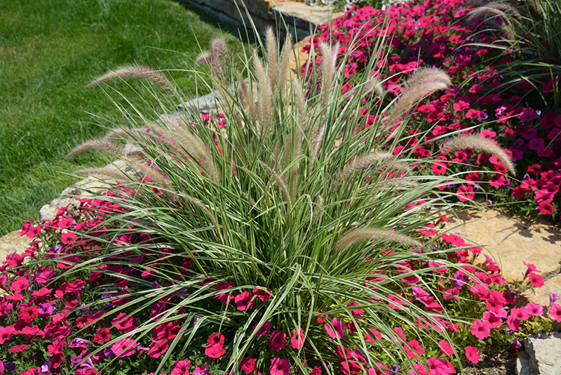 Sky Rocket Fountain Grass (Pennisetum setaceum 'Sky Rocket') at Kennedy's Country Gardens