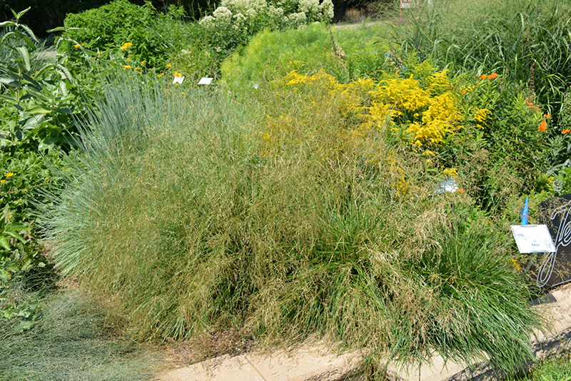 Pixie Fountain Tufted Hair Grass (Deschampsia cespitosa 'Pixie Fountain') at Kennedy's Country Gardens