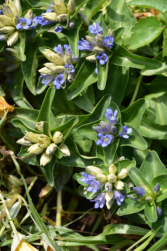 Blue Cross Gentian (Gentiana cruciata 'Blue Cross') at Kennedy's Country Gardens
