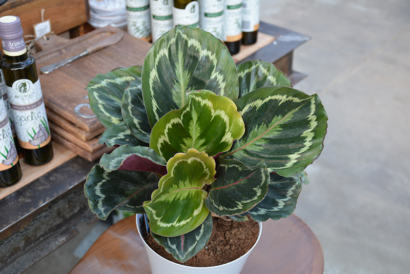 Medallion Rose Painted Calathea (Calathea roseopicta 'Medallion') at Kennedy's Country Gardens